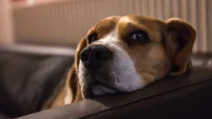 Tecken på obehag hos en hund: experter namngav 5 skäl till varför hundar "förolämpas" av oss