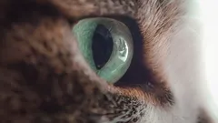 Vad tänker katter när du inte släpper blicken – misstag eller utmaning?